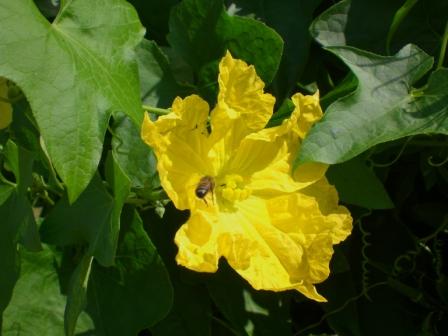 [Foto de planta, jardin, jardineria]