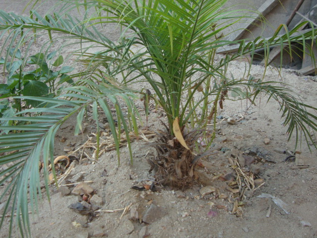 [Foto de planta, jardin, jardineria]