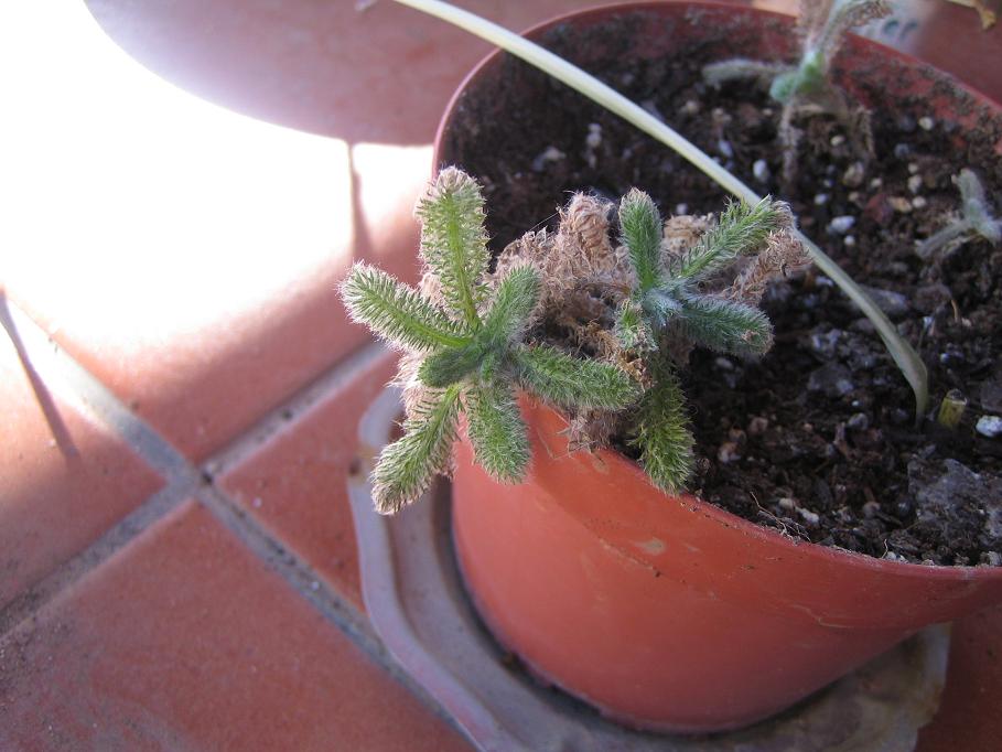 [Foto de planta, jardin, jardineria]