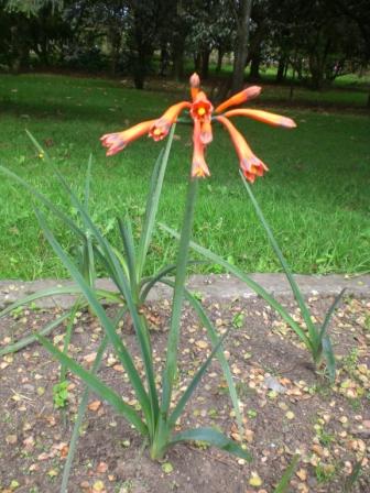 [Foto de planta, jardin, jardineria]