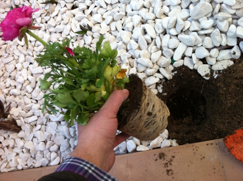 [Foto de planta, jardin, jardineria]