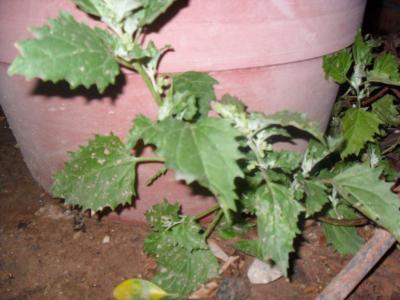 [Foto de planta, jardin, jardineria]
