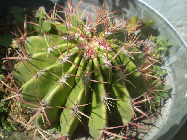 [Foto de planta, jardin, jardineria]