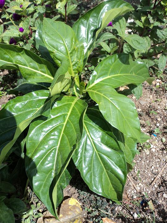 [Foto de planta, jardin, jardineria]