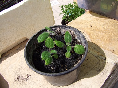 [Foto de planta, jardin, jardineria]