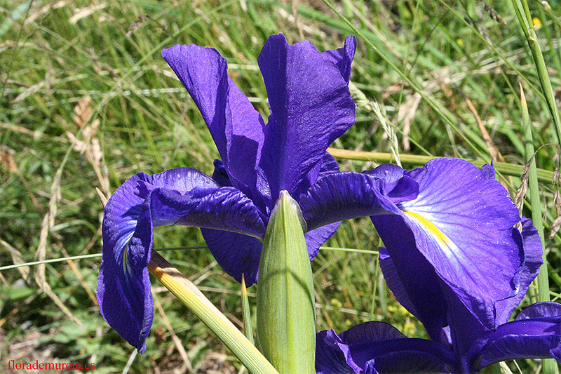 [Foto de planta, jardin, jardineria]