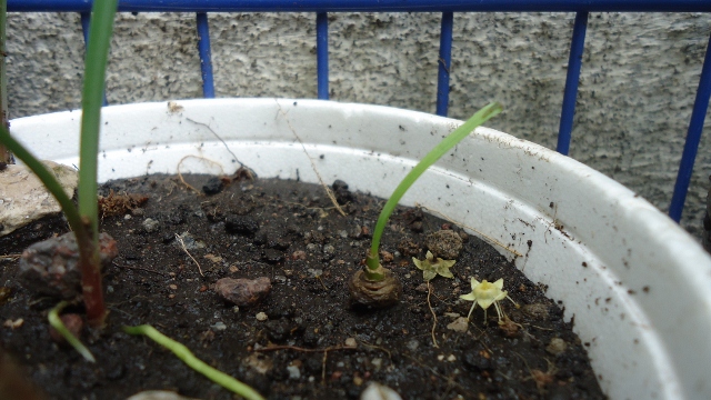 [Foto de planta, jardin, jardineria]