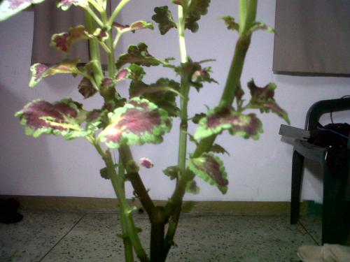 [Foto de planta, jardin, jardineria]