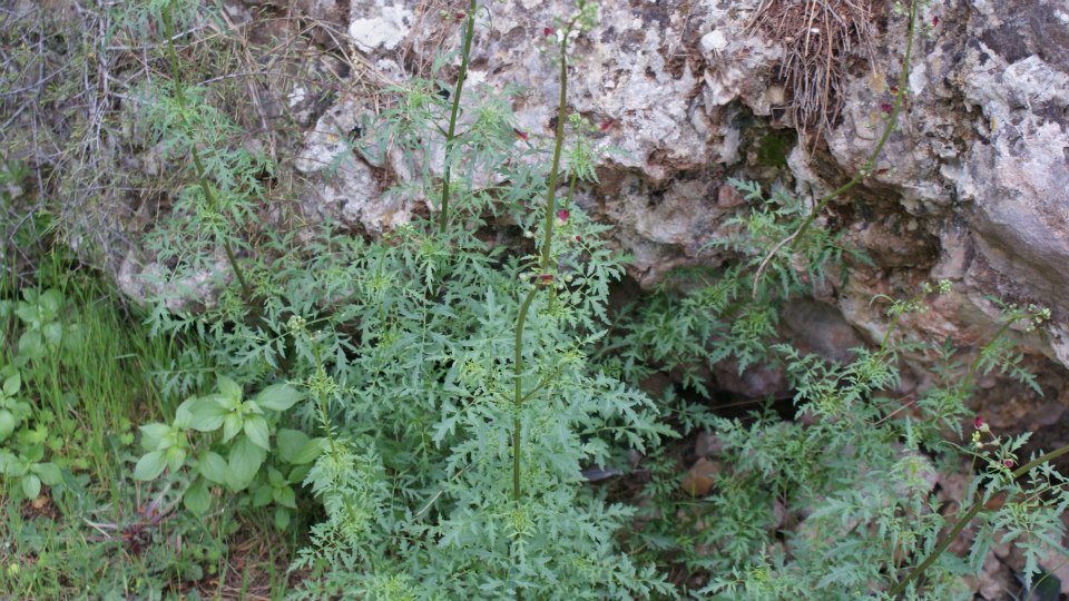 [Foto de planta, jardin, jardineria]