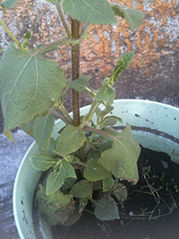 [Foto de planta, jardin, jardineria]