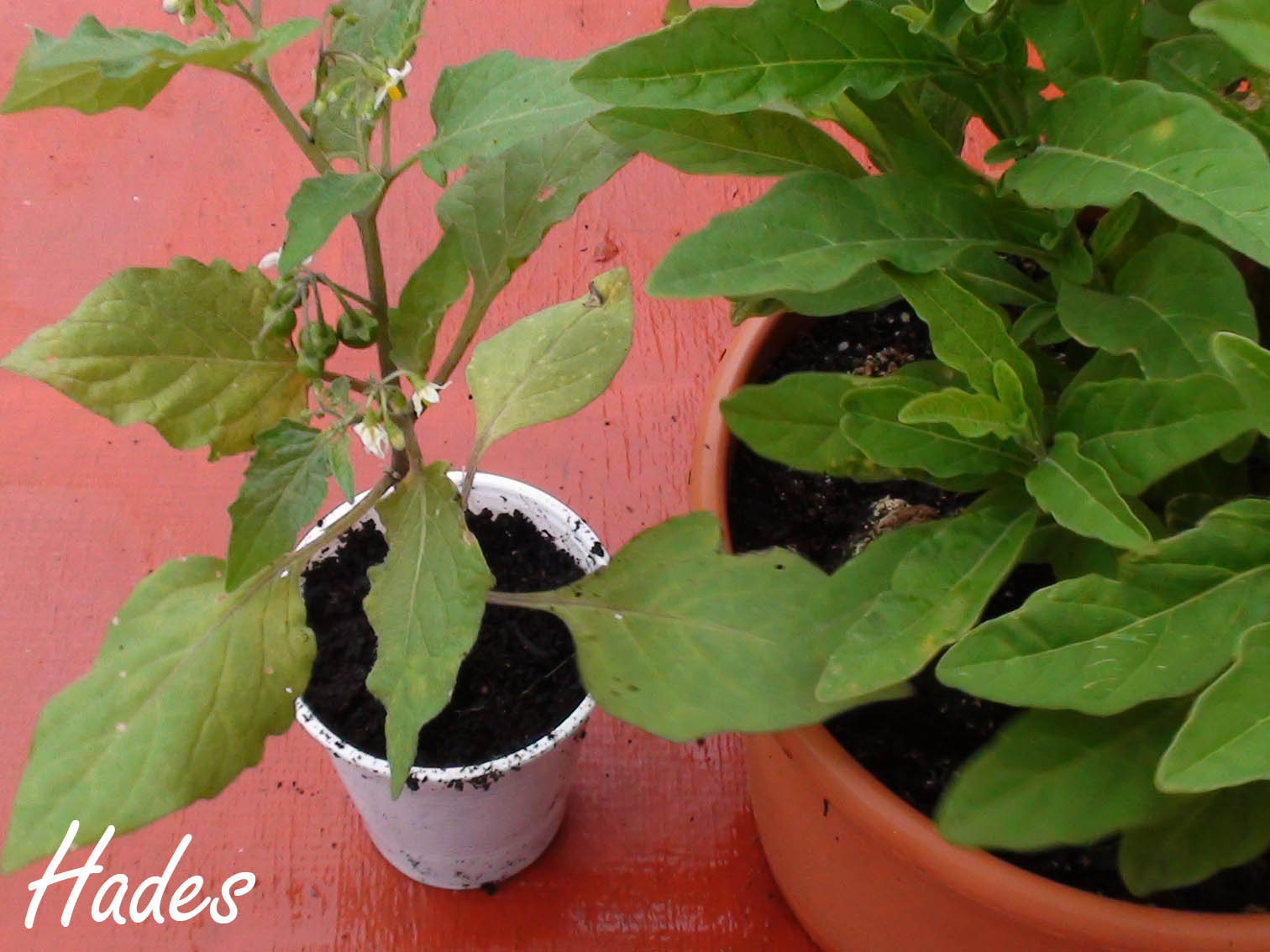 [Foto de planta, jardin, jardineria]