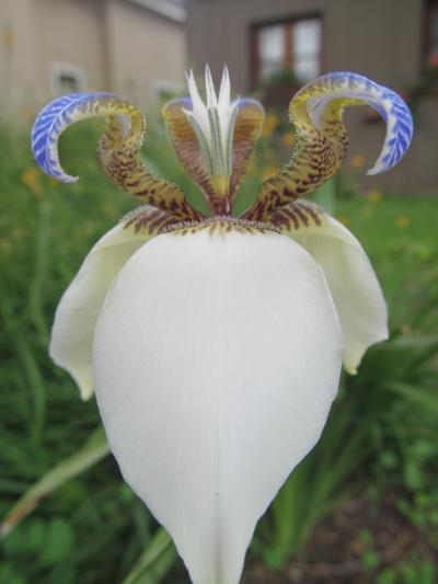 [Foto de planta, jardin, jardineria]