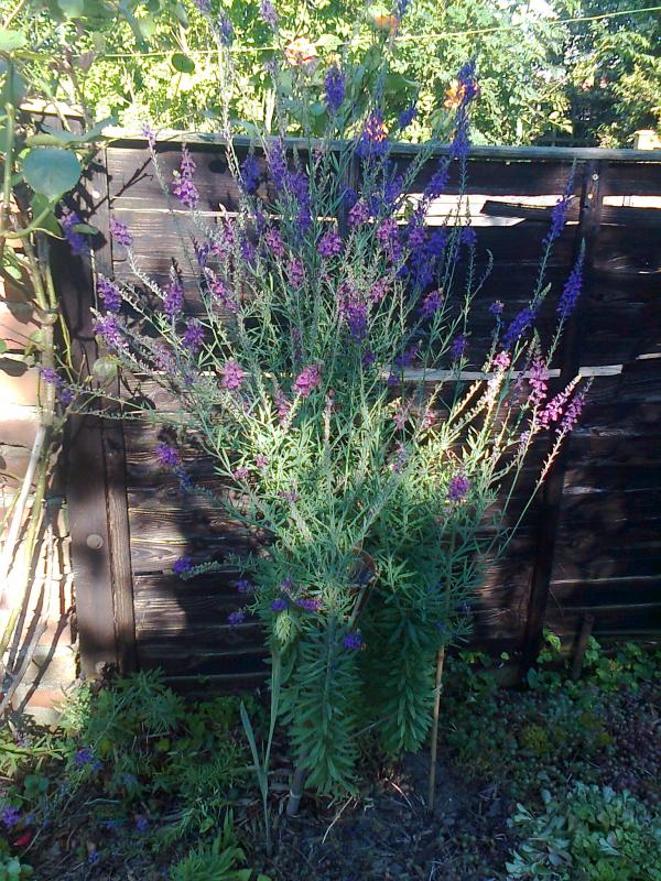 [Foto de planta, jardin, jardineria]