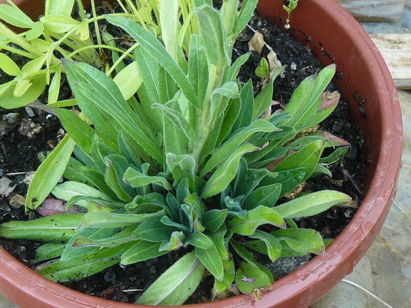 [Foto de planta, jardin, jardineria]