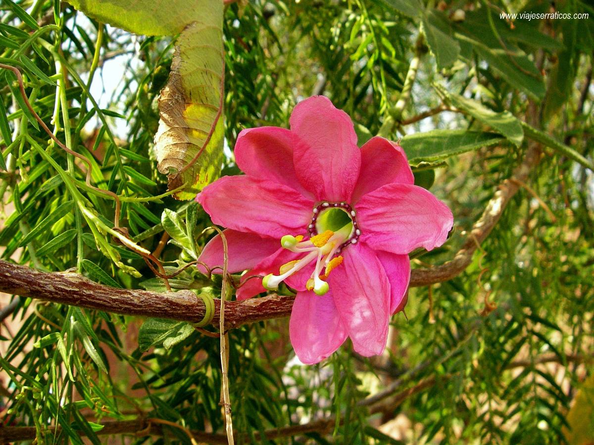 [Foto de planta, jardin, jardineria]