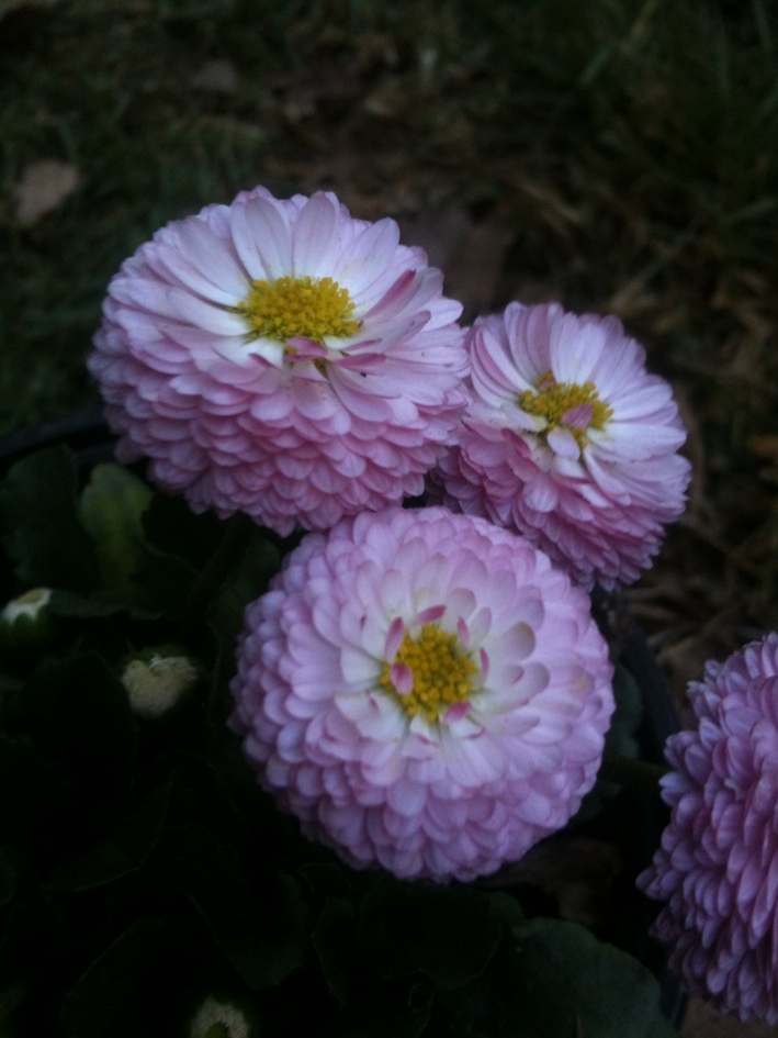 [Foto de planta, jardin, jardineria]