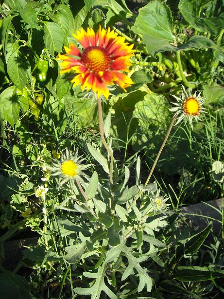 [Foto de planta, jardin, jardineria]