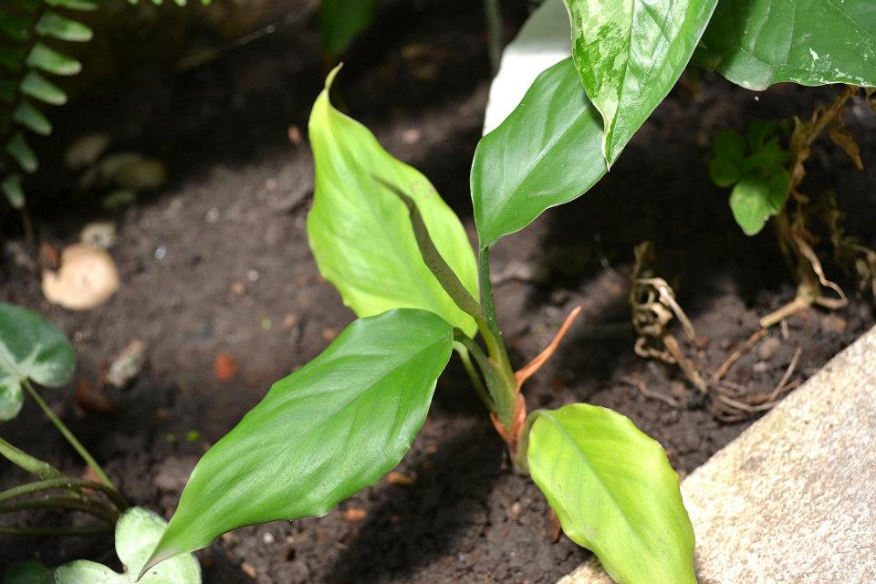 [Foto de planta, jardin, jardineria]