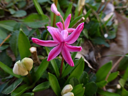 [Foto de planta, jardin, jardineria]