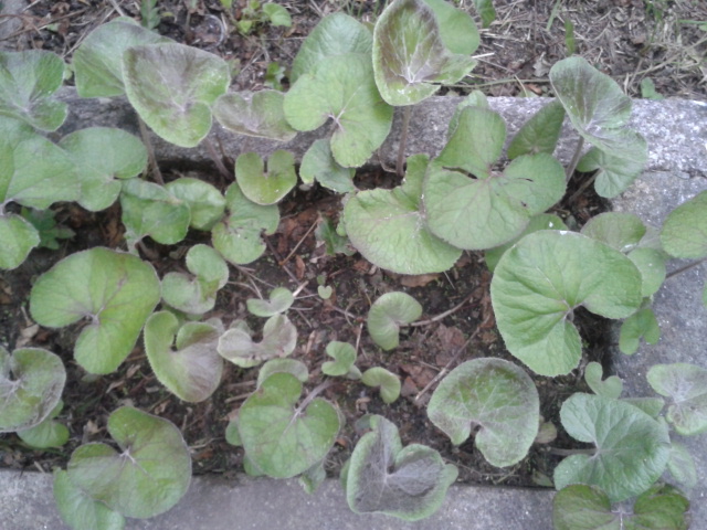 [Foto de planta, jardin, jardineria]