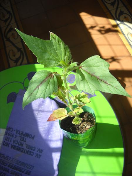 [Foto de planta, jardin, jardineria]