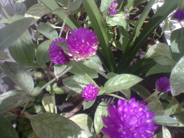 [Foto de planta, jardin, jardineria]