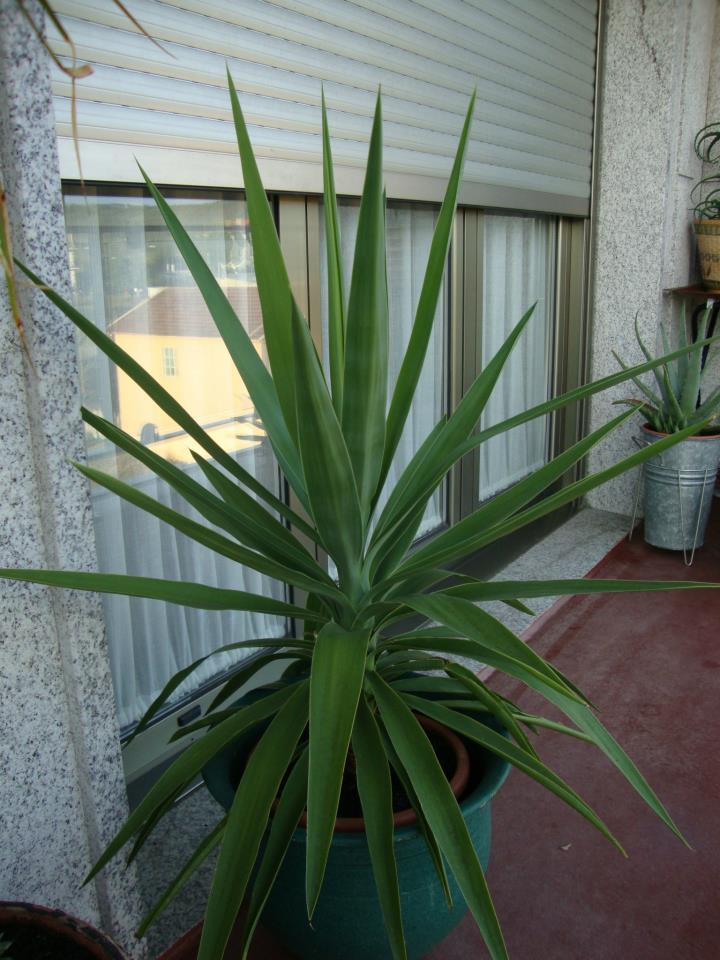 [Foto de planta, jardin, jardineria]