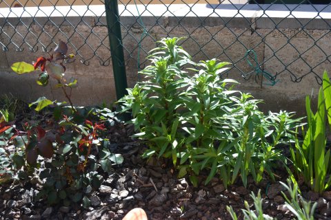 [Foto de planta, jardin, jardineria]