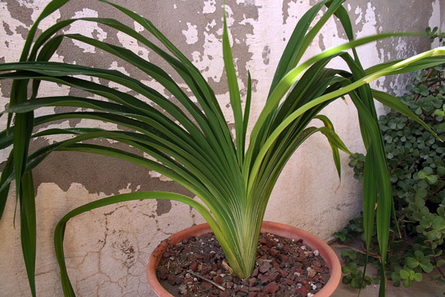 [Foto de planta, jardin, jardineria]