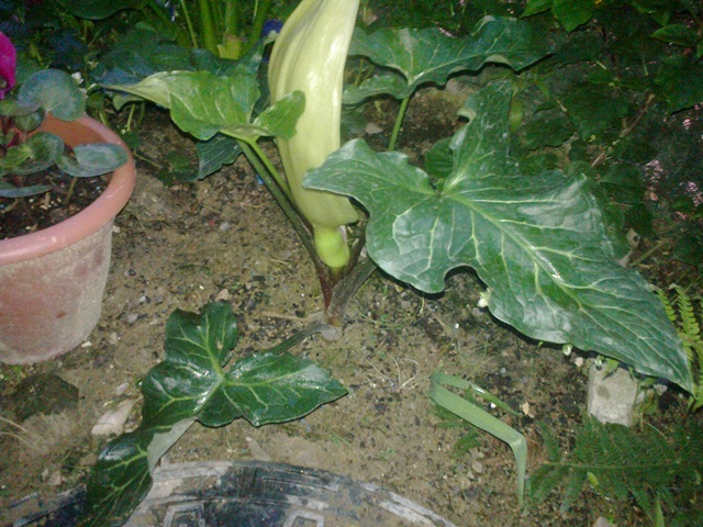 [Foto de planta, jardin, jardineria]