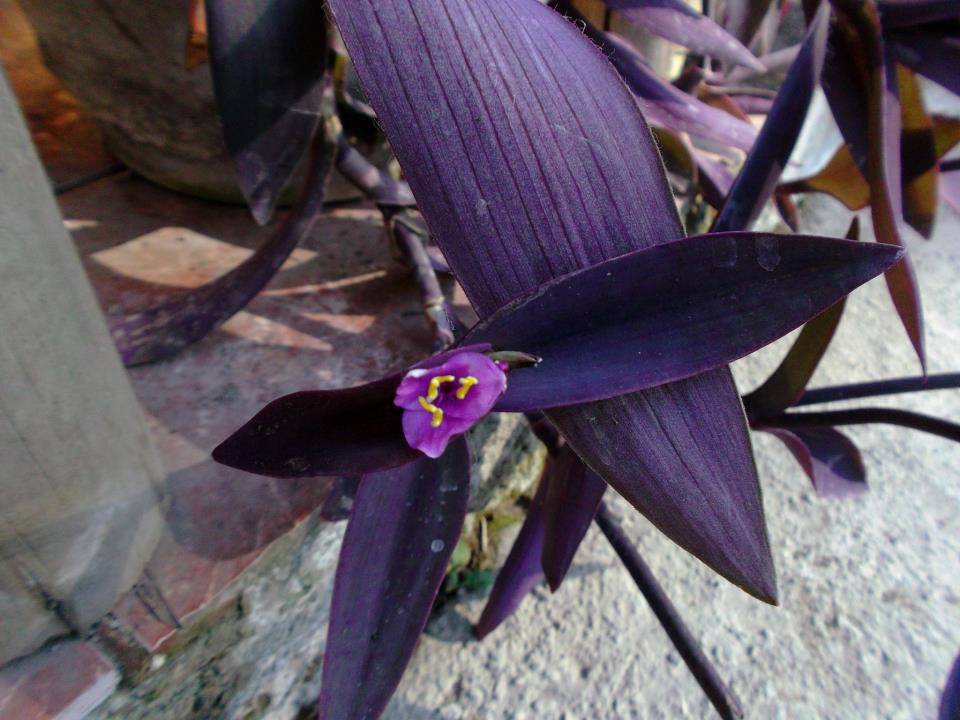 [Foto de planta, jardin, jardineria]