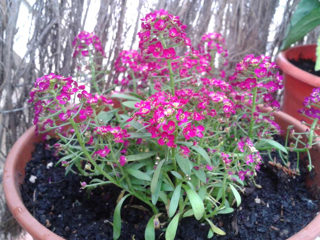 [Foto de planta, jardin, jardineria]