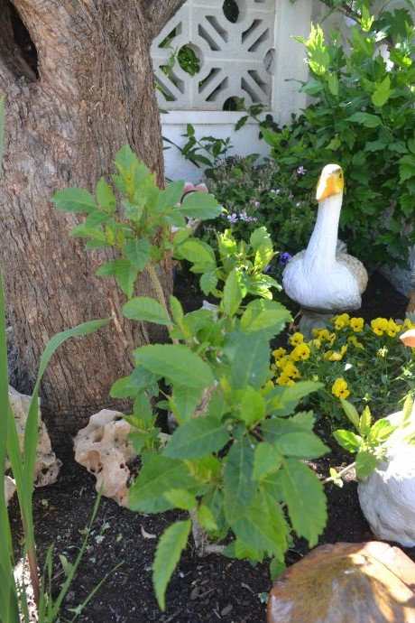 [Foto de planta, jardin, jardineria]