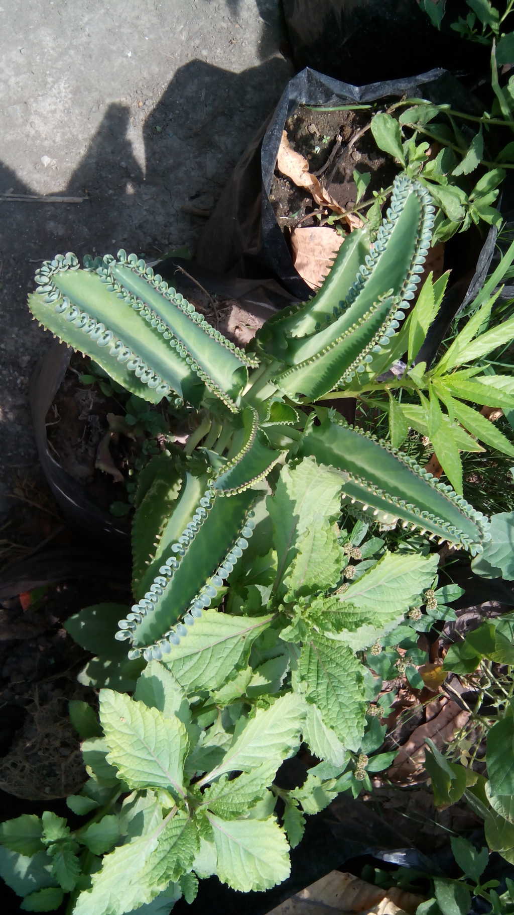 [Foto de planta, jardin, jardineria]