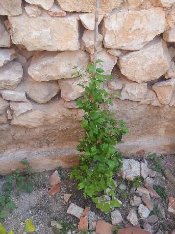 [Foto de planta, jardin, jardineria]