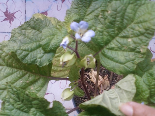 [Foto de planta, jardin, jardineria]