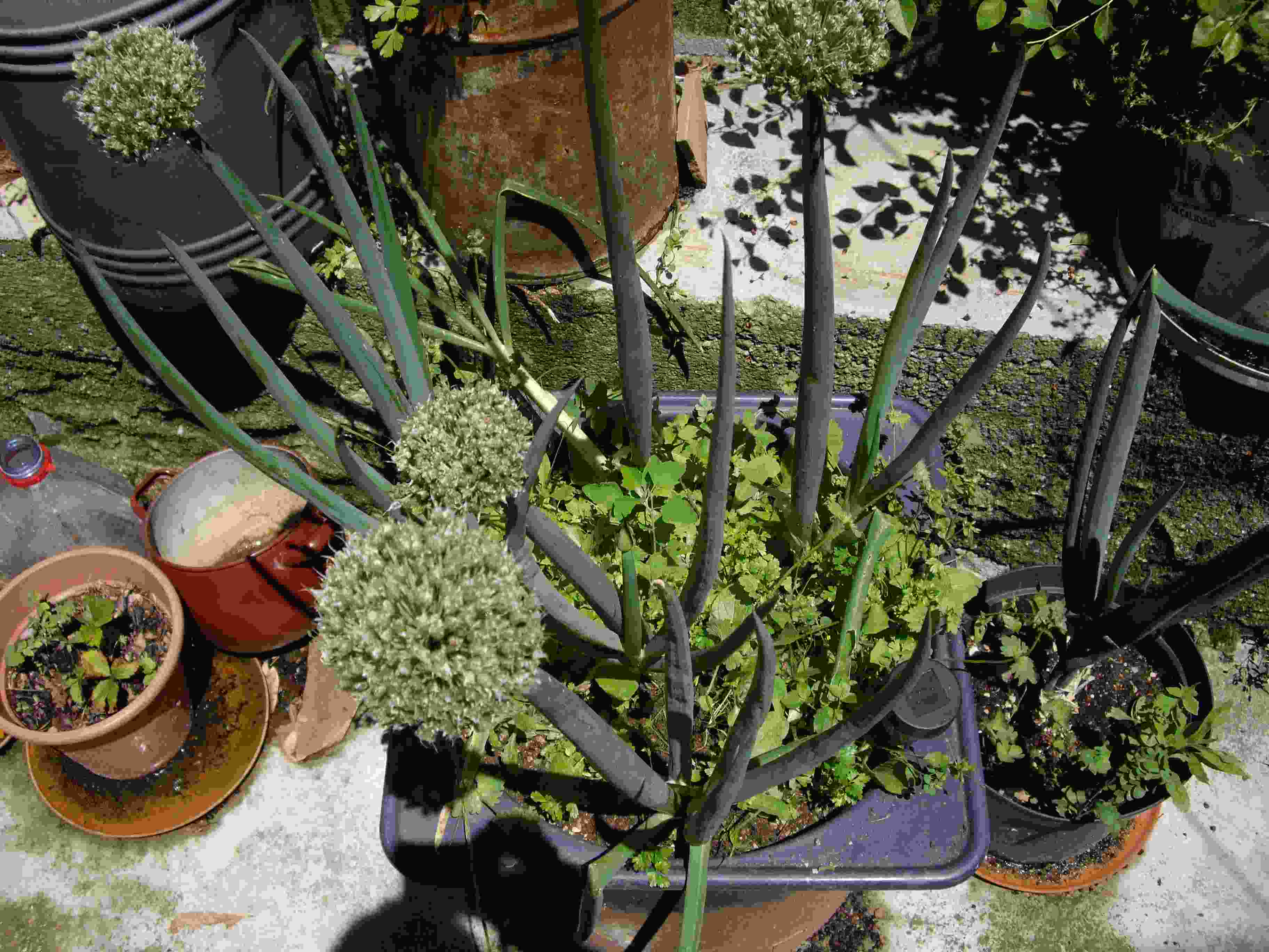 [Foto de planta, jardin, jardineria]