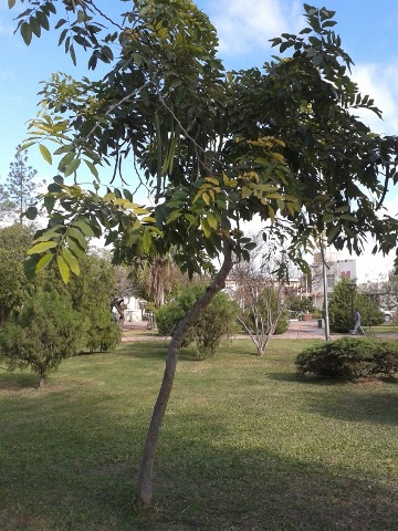 [Foto de planta, jardin, jardineria]