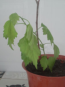 [Foto de planta, jardin, jardineria]