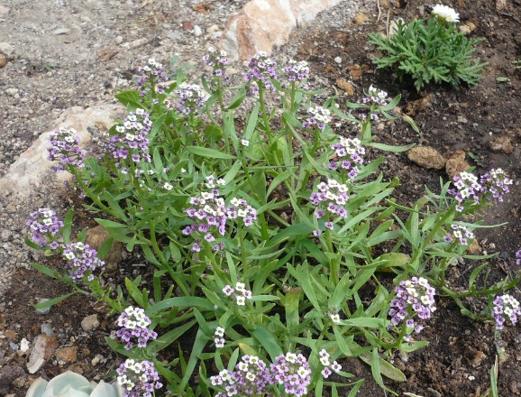 [Foto de planta, jardin, jardineria]