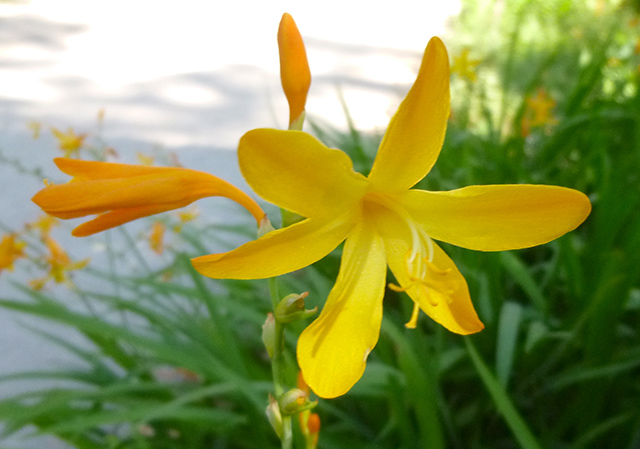 [Foto de planta, jardin, jardineria]