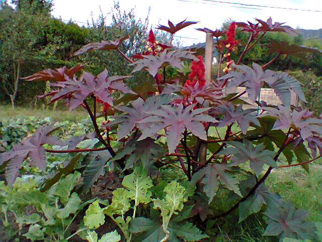 [Foto de planta, jardin, jardineria]