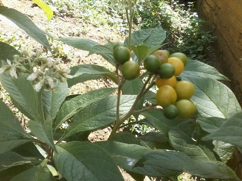 [Foto de planta, jardin, jardineria]