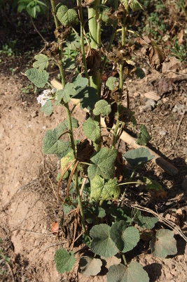 [Foto de planta, jardin, jardineria]