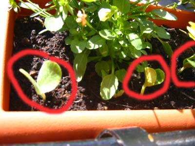 [Foto de planta, jardin, jardineria]