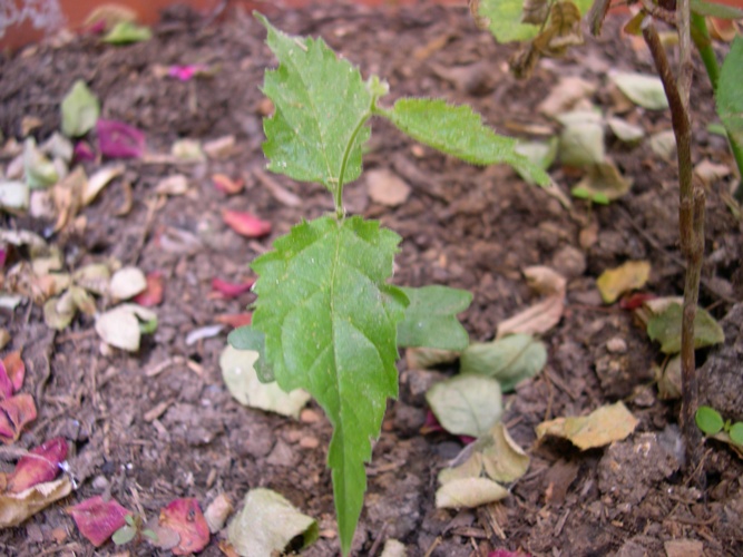 [Foto de planta, jardin, jardineria]