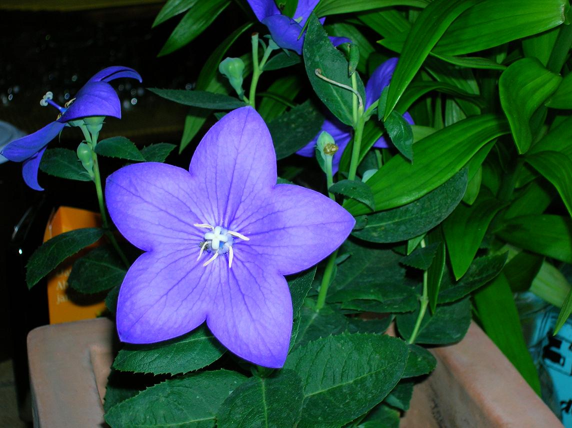 [Foto de planta, jardin, jardineria]