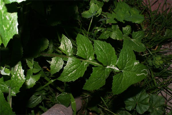 [Foto de planta, jardin, jardineria]