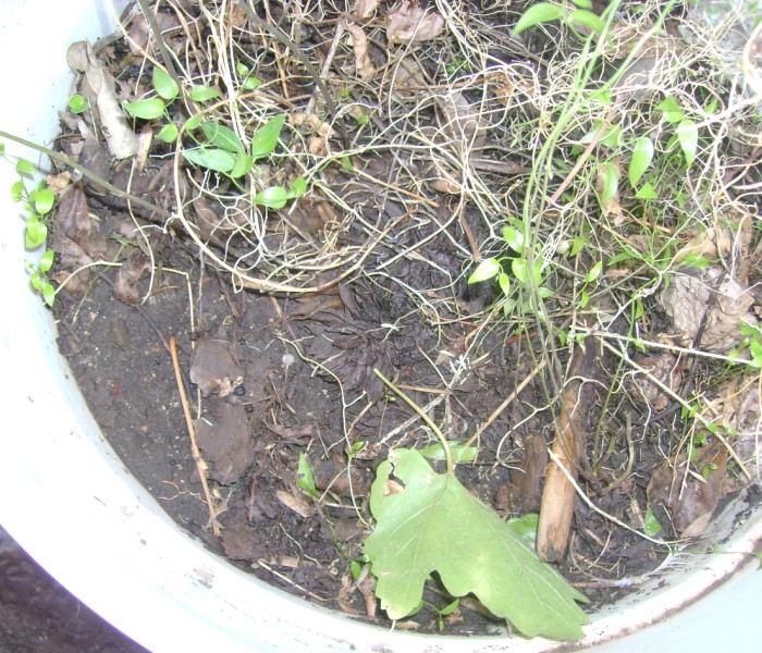 [Foto de planta, jardin, jardineria]