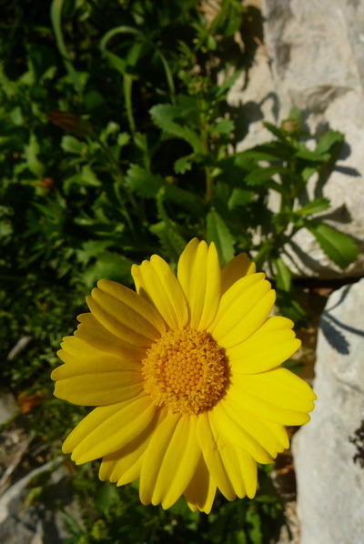 [Foto de planta, jardin, jardineria]